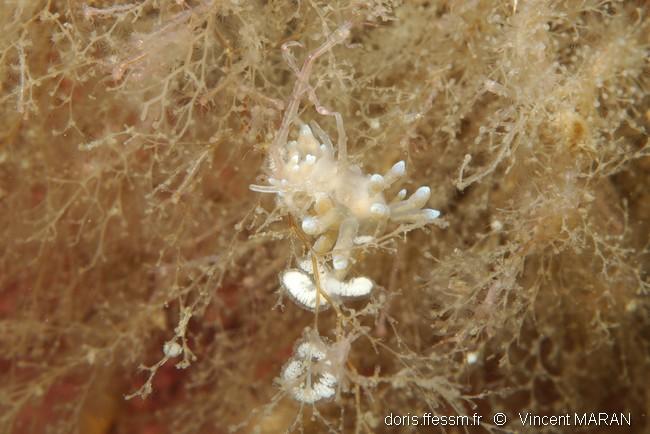 tergipes_tergipes-vm1002