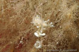 tergipes_tergipes-vm1002