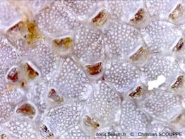 Terwasipora_complanata-chsc2