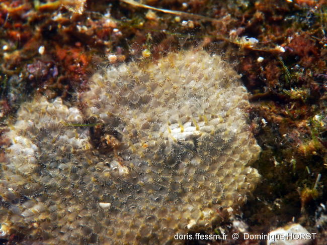 Terwasipora_complanata-dohoForum13844