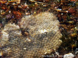 Terwasipora_complanata-dohoForum13844