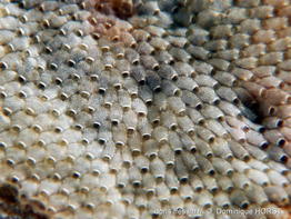 Terwasipora_complanata-dohoForum13844