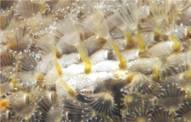 Terwasipora_complanata-dohoForum13844