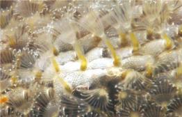 Terwasipora_complanata-dohoForum13844