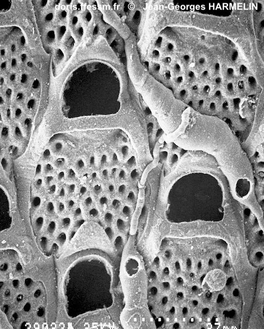 Terwasipora_complanata-jgharmelin-meb
