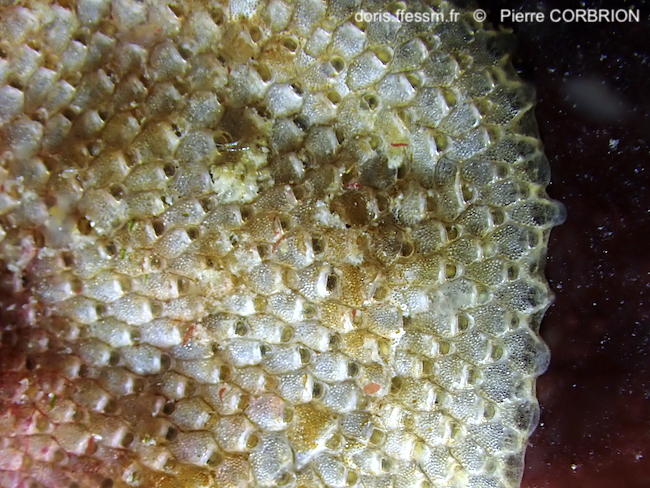 Terwasipora_complanata-pico246