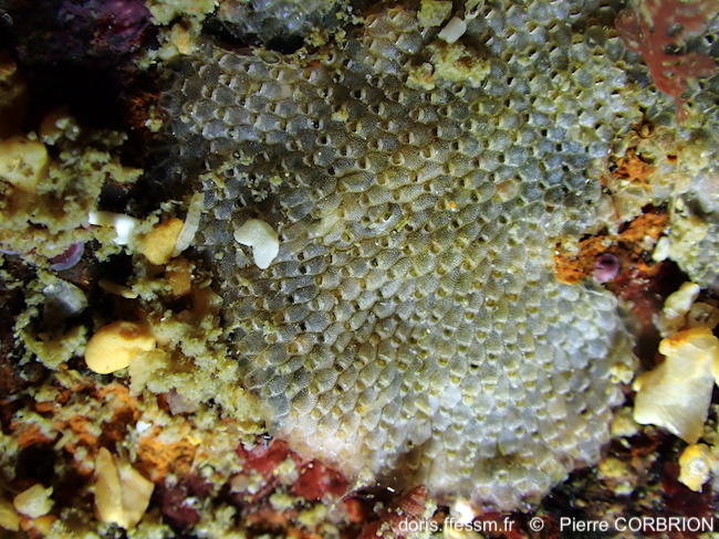 Terwasipora_complanata-pico391