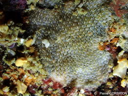 Terwasipora_complanata-pico391