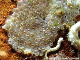 Terwasipora_complanata-pico743