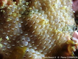 Terwasipora_complanata-pico778