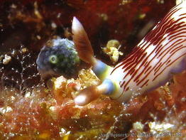 nembrotha_lineolata-apsi306