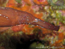 solenostomus_cyanopterus-aps103