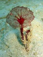 oceanapia_sagittaria-slb1