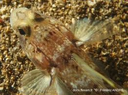 gobius_roulei-fa4445