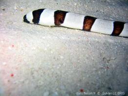 myrichthys_colubrinus-slb2
