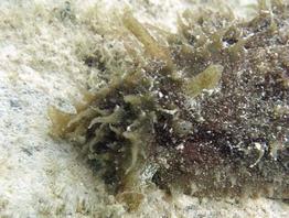 dolabella_auricularia-slb10