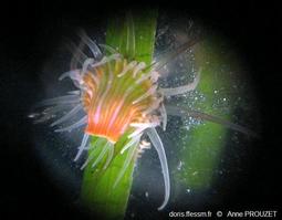 paractinia_striata-apr3