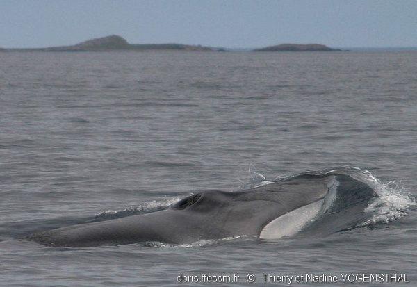 Rorqual commun