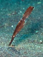 solenostomus_cyanopterus-slb1