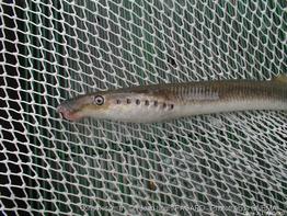 lampetra_fluviatilis-JLF1-ONEMA