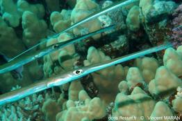 fistularia_commersonii_331_vm
