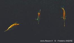 macroramphosus_scolopax-fa6