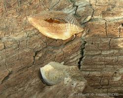 Tetrarca_tetragona-fa1