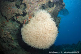 Thalamoporella_sp-vela6133
