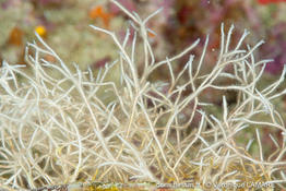 Thalamoporella_sp-vela6322