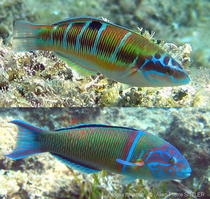 thalassoma_pavo-aps222