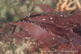 calliblepharis_ciliata-vl1