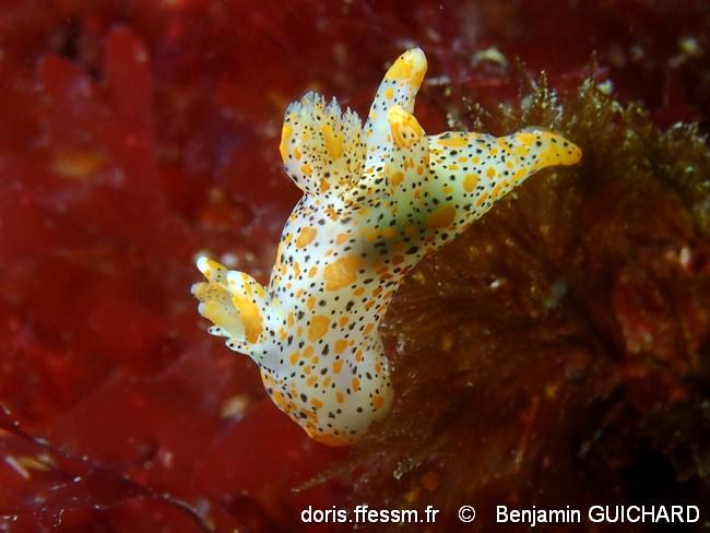 thecacera_pennigera-begu-img_47884