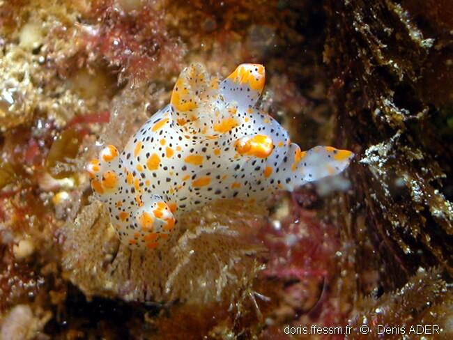 thecacera_pennigera-dead-img_01