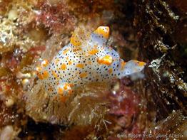 thecacera_pennigera-dead-img_01