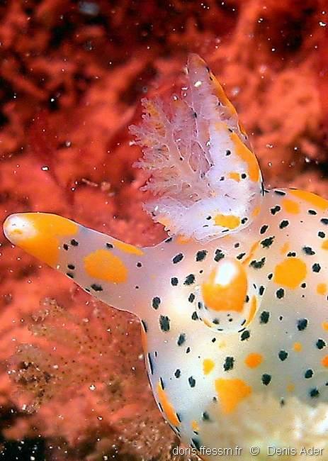 thecacera_pennigera-dead-img_21