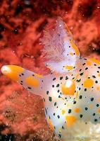 thecacera_pennigera-dead-img_21