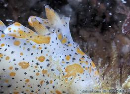 thecacera_pennigera-dead-img_31