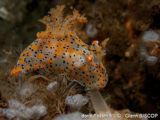 thecacera_pennigera-glbi-img_57129