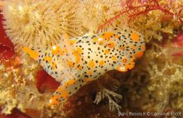 thecacera_pennigera-lapi-img_01