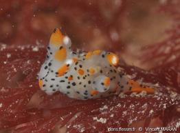 thecacera_pennigera-vima-img_11