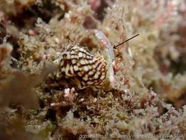 thericium _vulgatum-jvvi-img_01