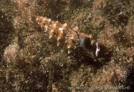 thericium _vulgatum-plg-3206