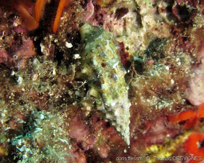 thericium _vulgatum-thde-img_02