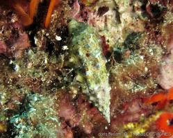 thericium _vulgatum-thde-img_02