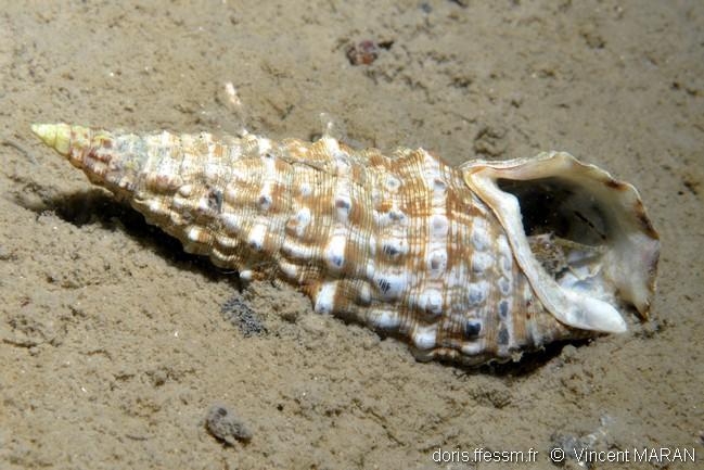 thericium _vulgatum-vima-img_01