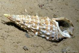 thericium _vulgatum-vima-img_01