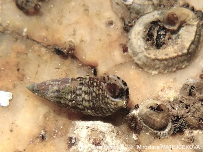 thericium_lividulum-mima-img_01