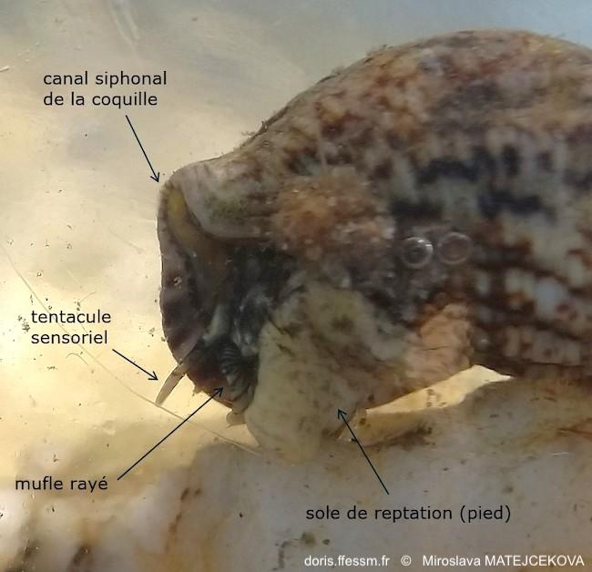 thericium_lividulum-mima-img_07b