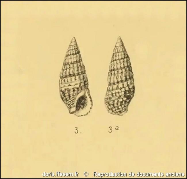 thericium_lividulum-rda-img_800_copy