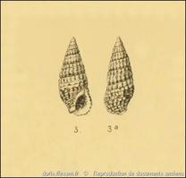 thericium_lividulum-rda-img_800_copy